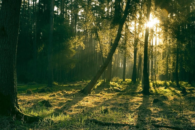 Mystical Forest Nuptials