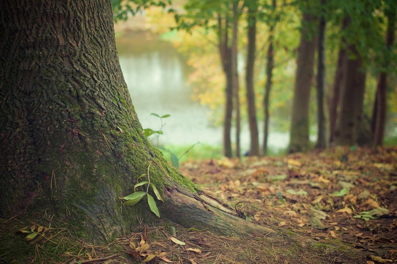 Woodland Setting